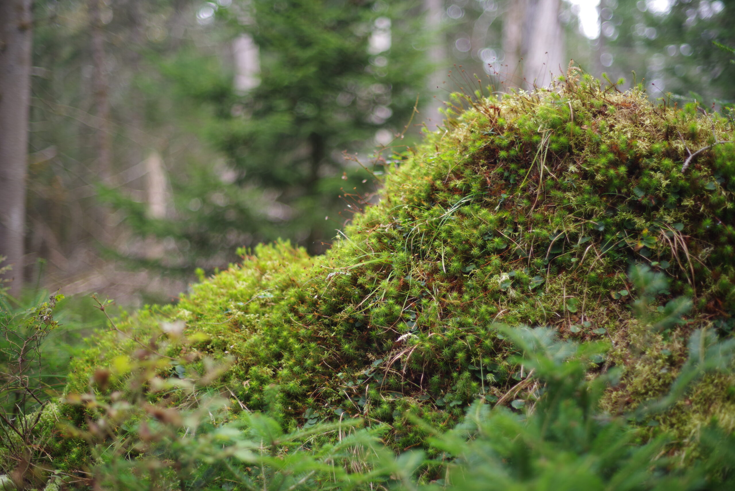 moss growing in wetlands