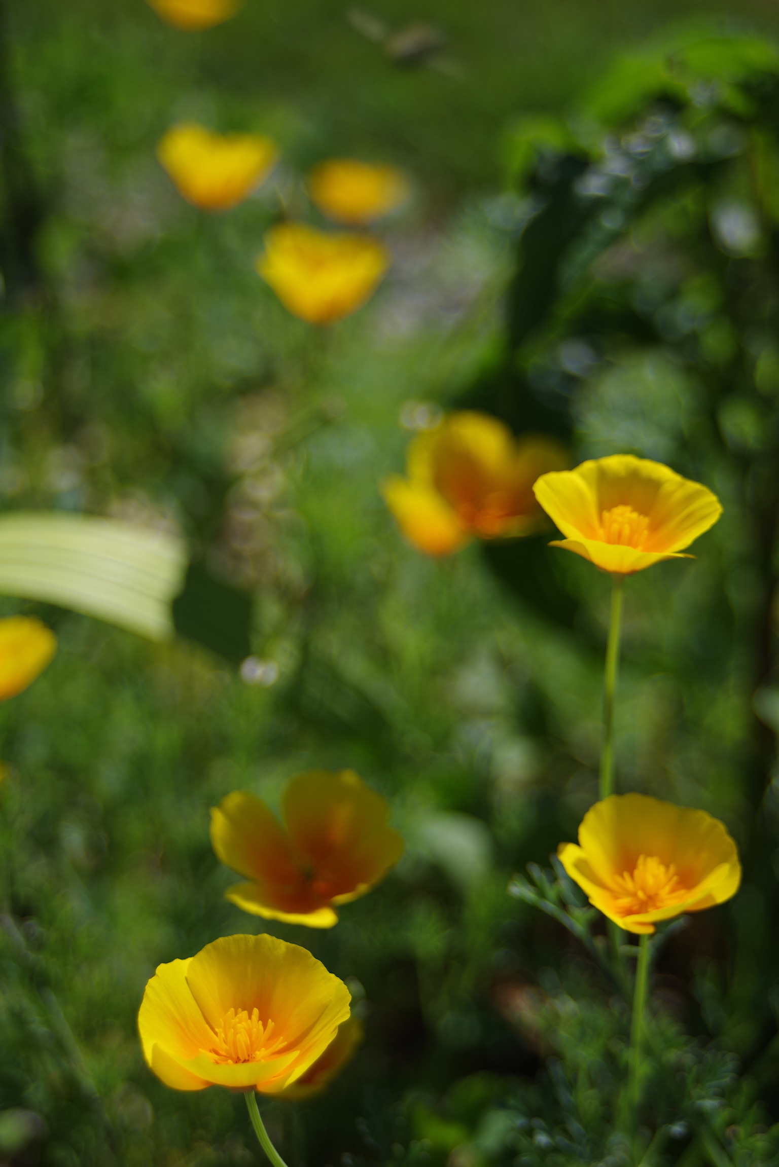 A photograph of yellow-orange California poppies in bloom.