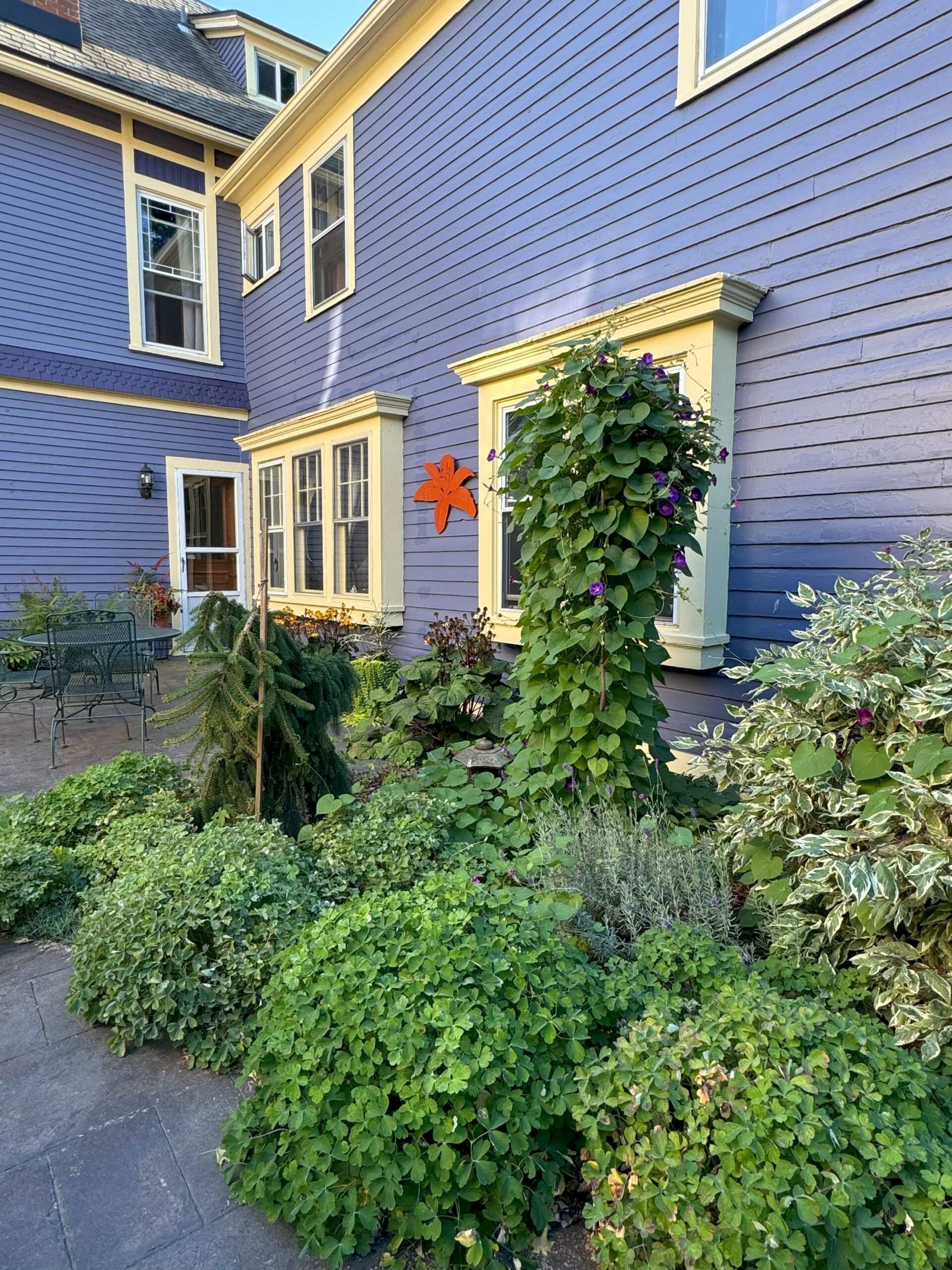 A photo of a lush courtyard garden surrounded by a purple Victorian-era home.