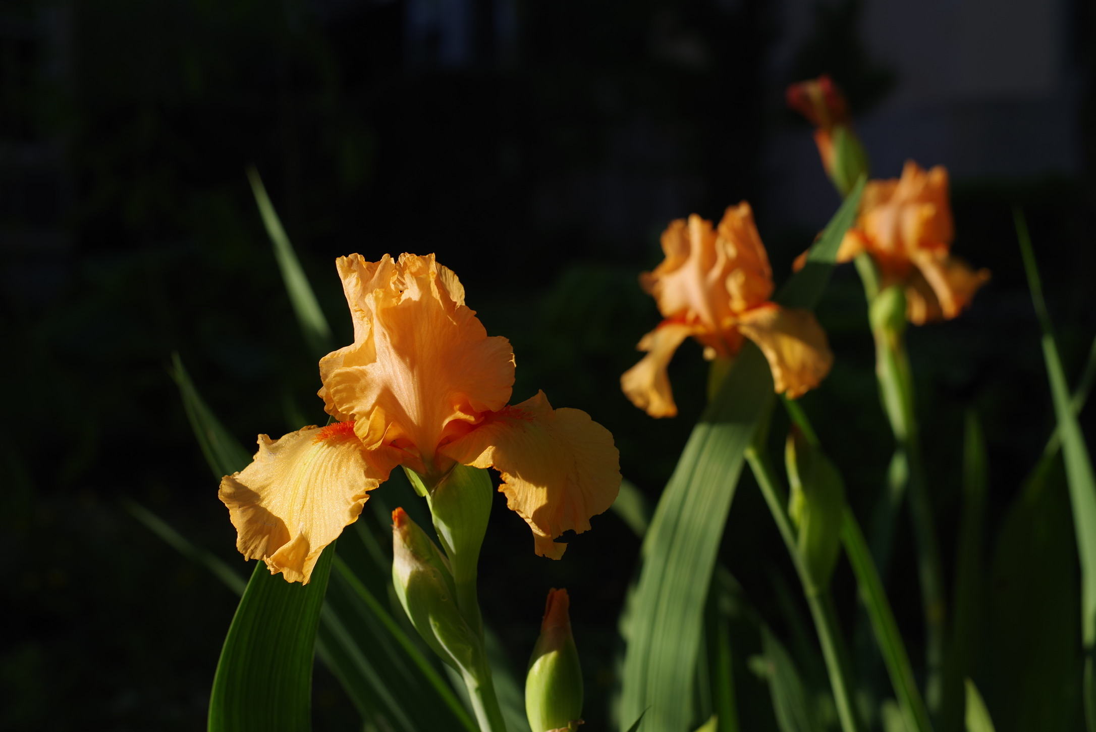 Orange iris bathes in the evening sun.