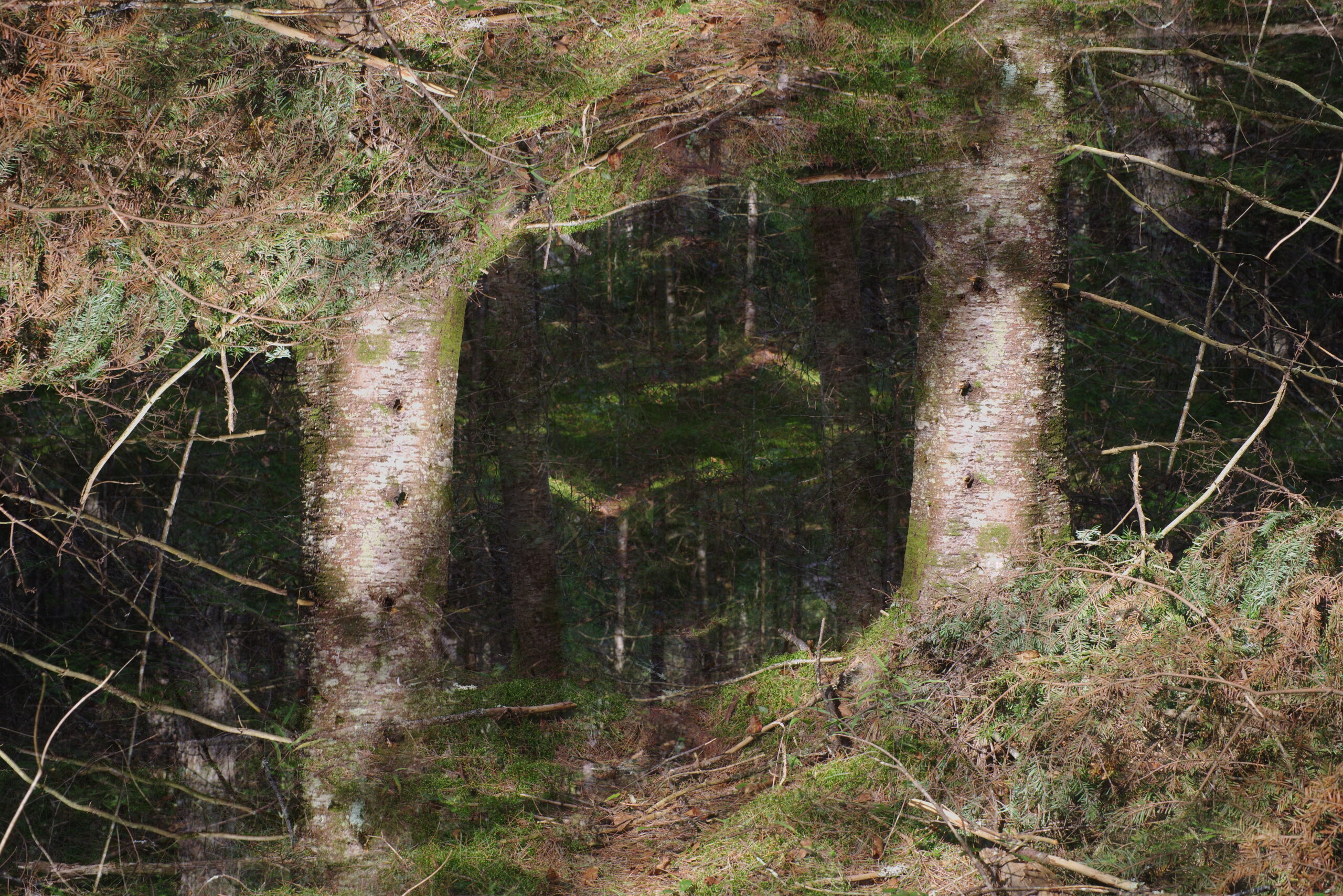 Two mirror-image balsam trees appear on each side of a herd trail. One balsam is in an inversion, creating a frame into a portal of a forest.
