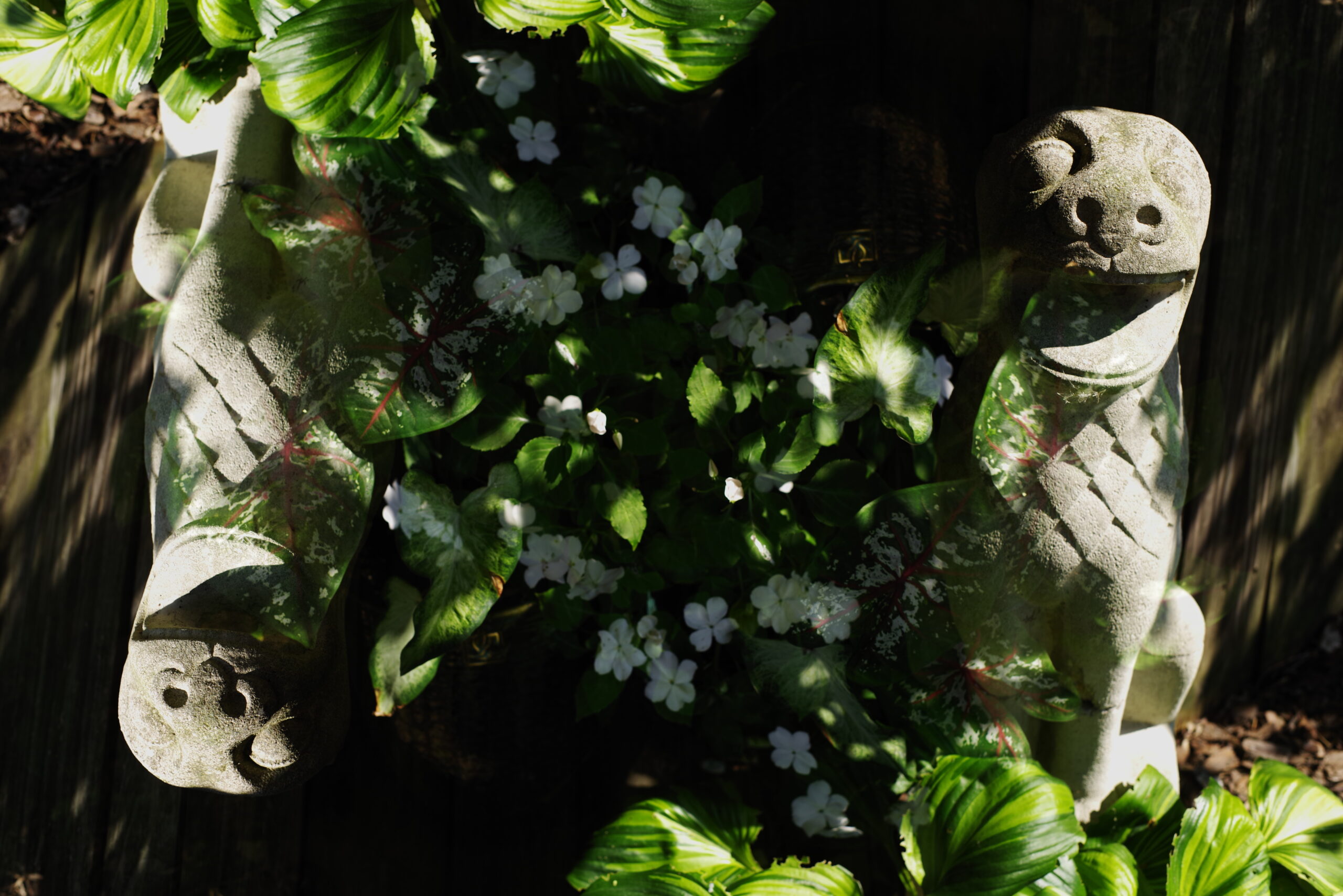 A double exposure photograph creates a mirror-like image of a statue of a gargoyle layered with different foliage and blooms in a mid-summer garden.