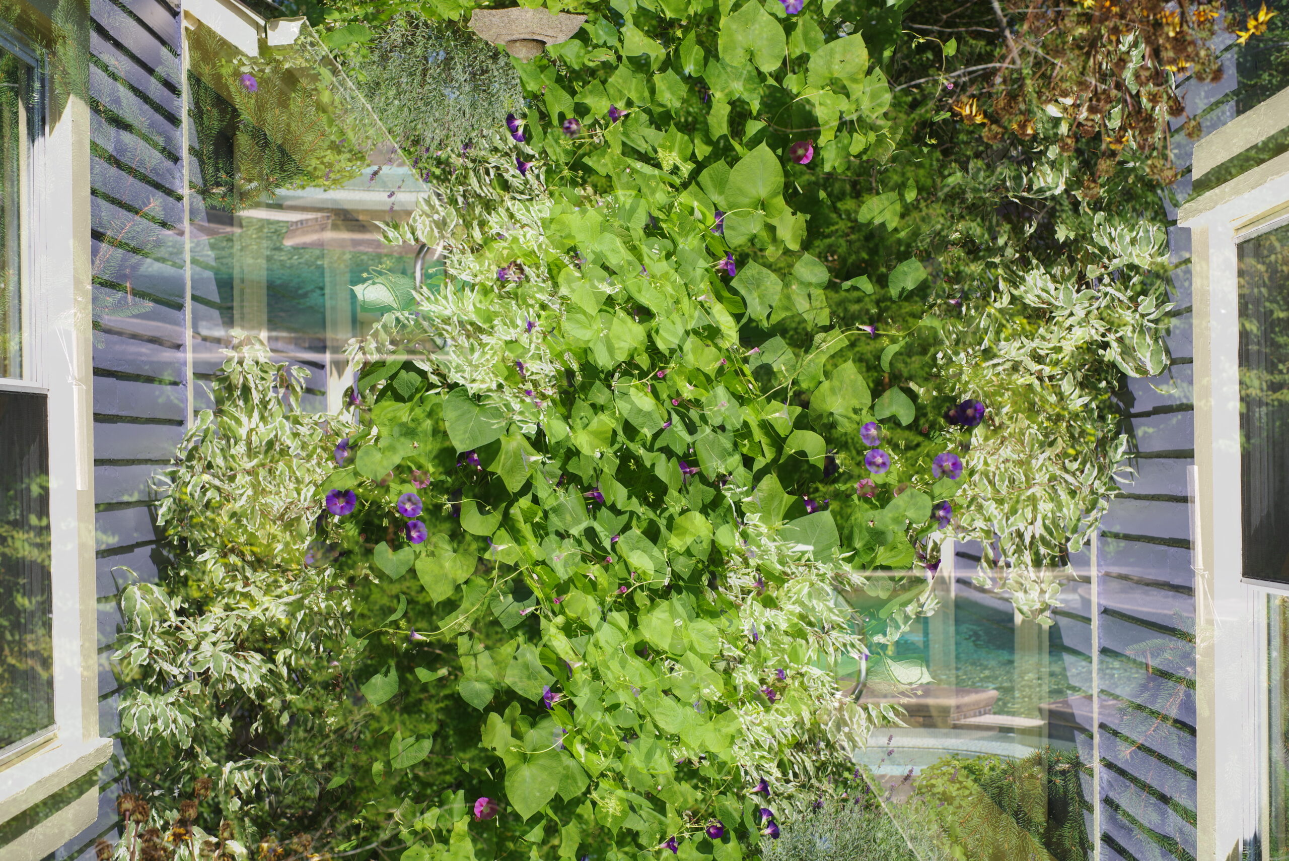 A double exposure photograph of a purple morning glory vine layers over a backdrop of clear, blue-green pool of water. A stripe of lavender purple siding and a window frames the abstracted garden scape.