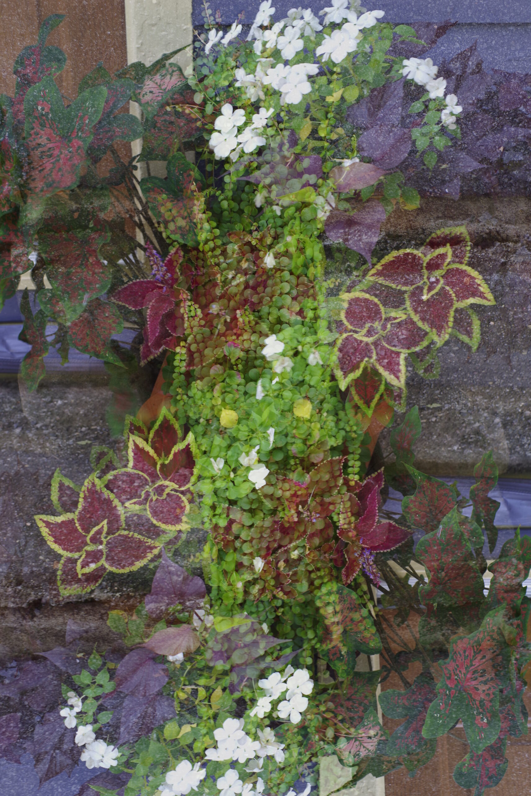 A pot of caladium, coleus, and impatiens is layered one over the other in a vertically mirrored double exposure photograph.