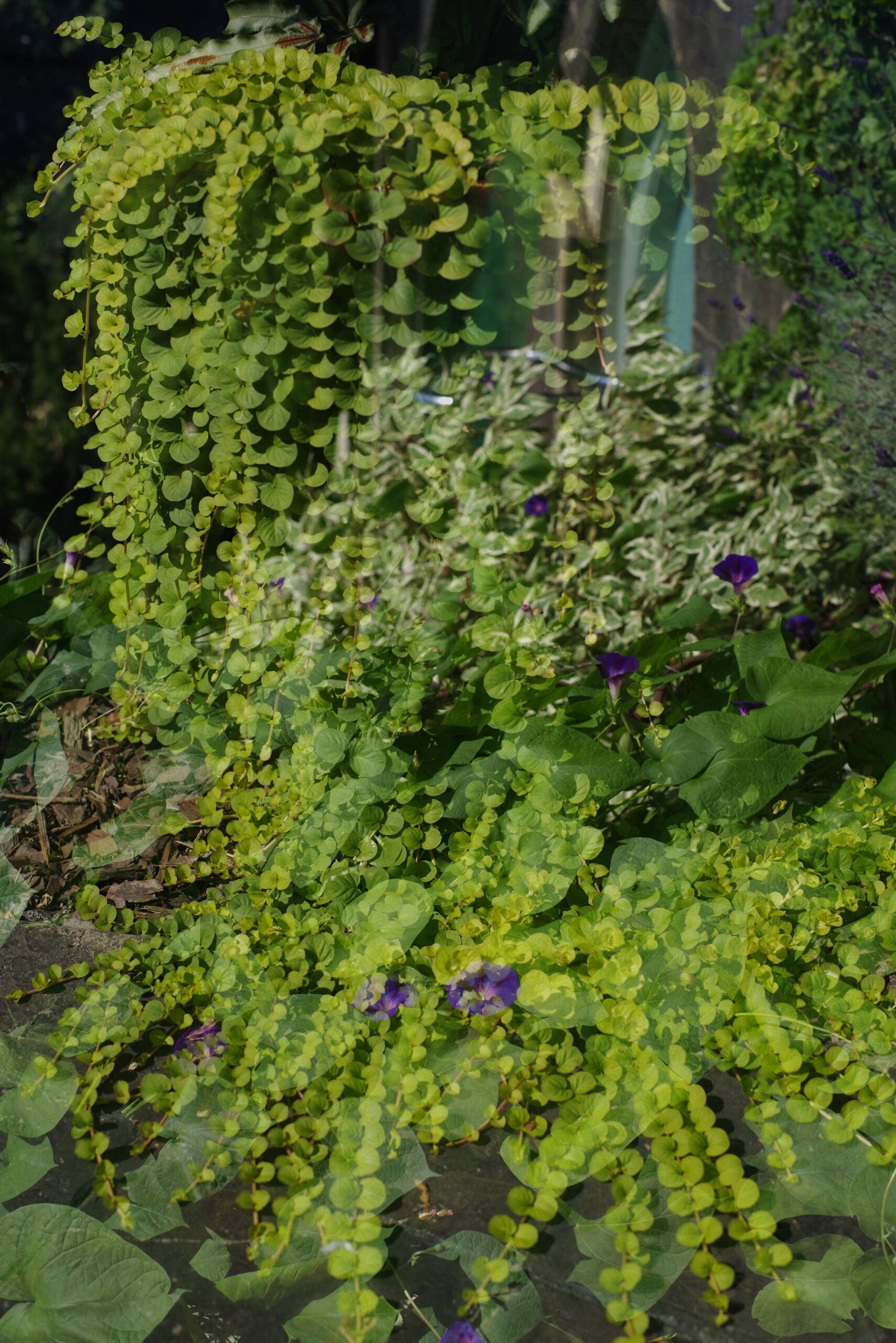 A double exposure photograph of overflowing lush green foliage spilling like a waterfall. A purple morning glory vine layers over the foliage.