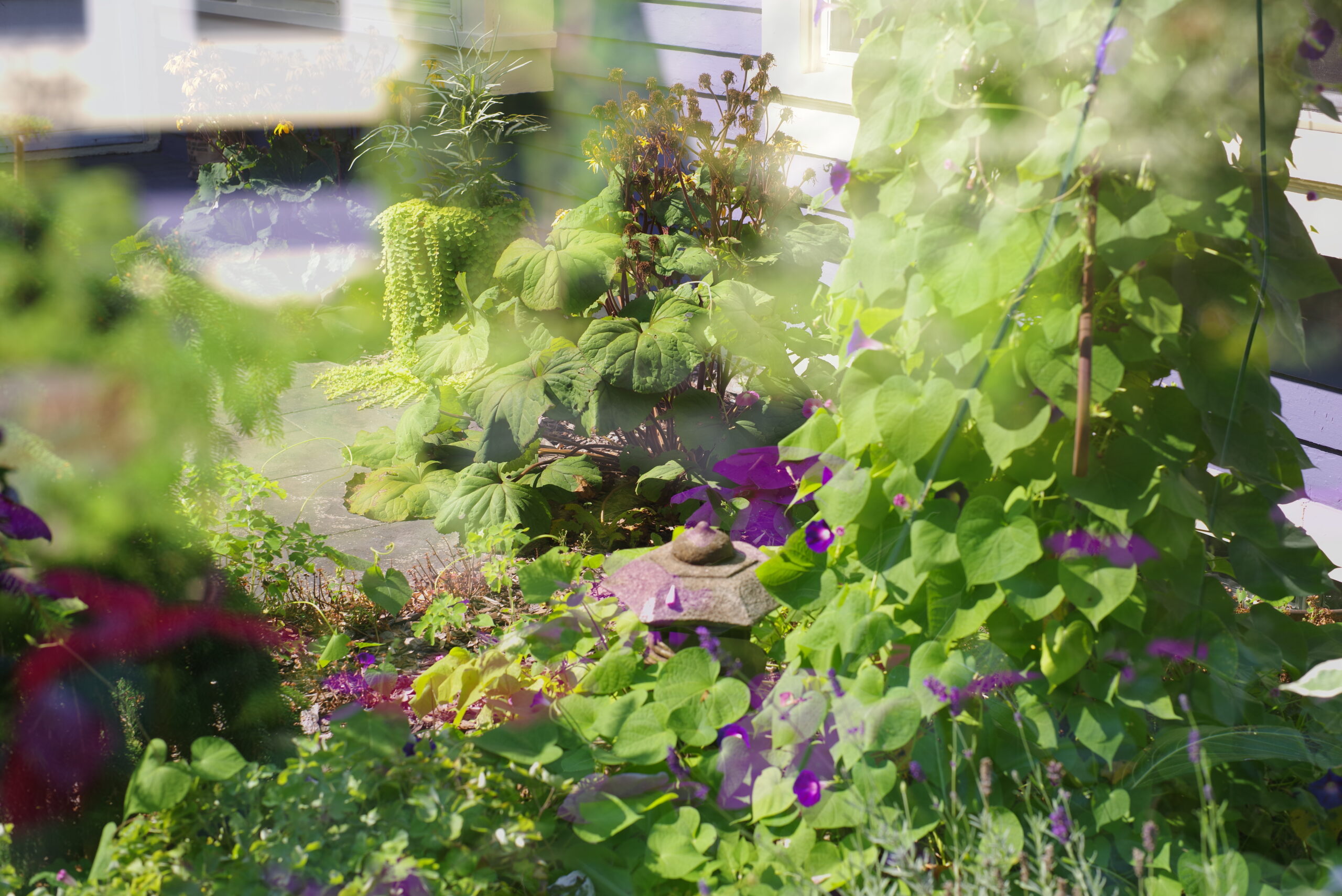 A double exposure photograph of a purple morning glory vine flowing over a lush green garden with a purple house in the background.