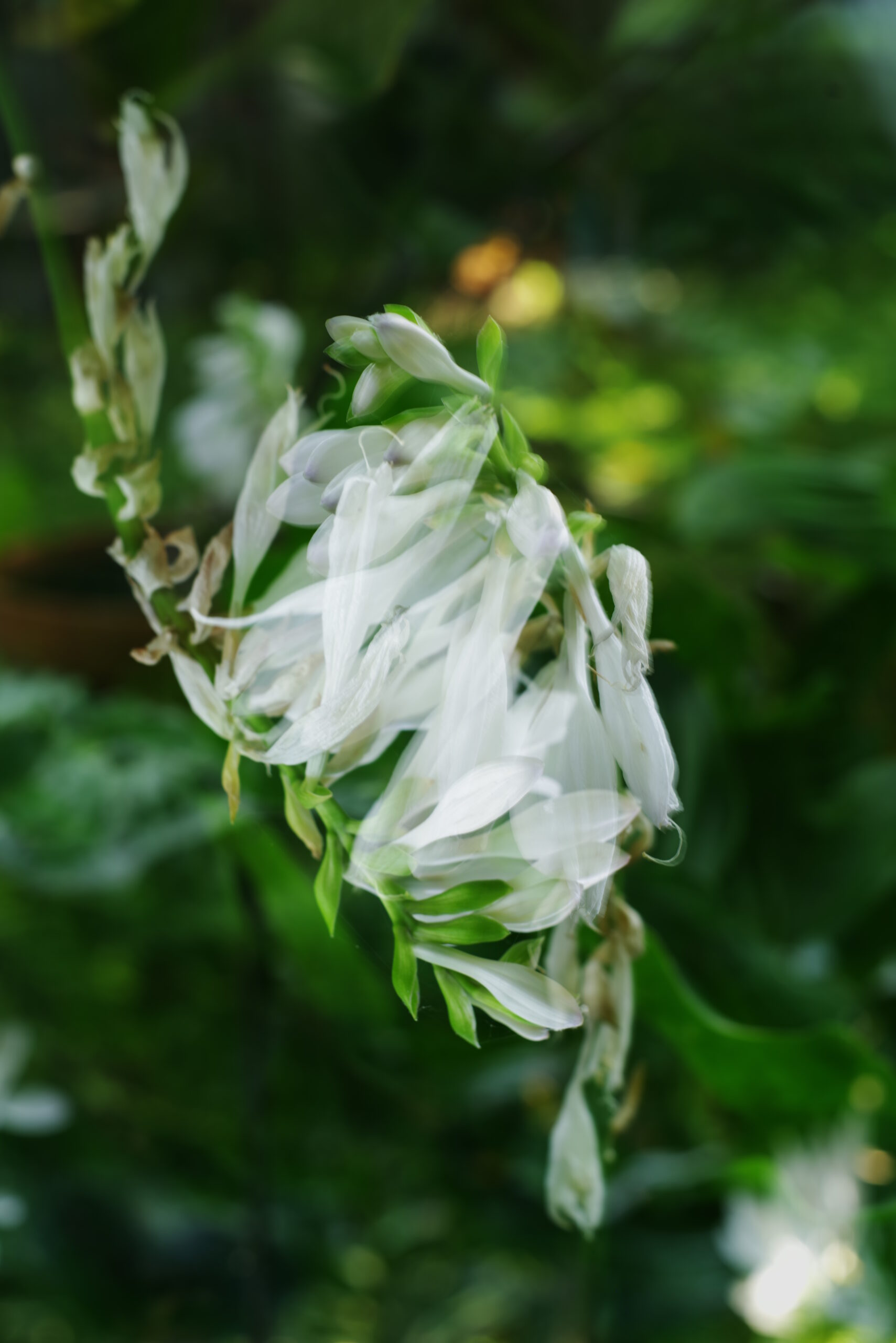 A double exposure photograph of a white bloom of a hosta. The image is mirrored vertically, creating a Rorschach like effect.