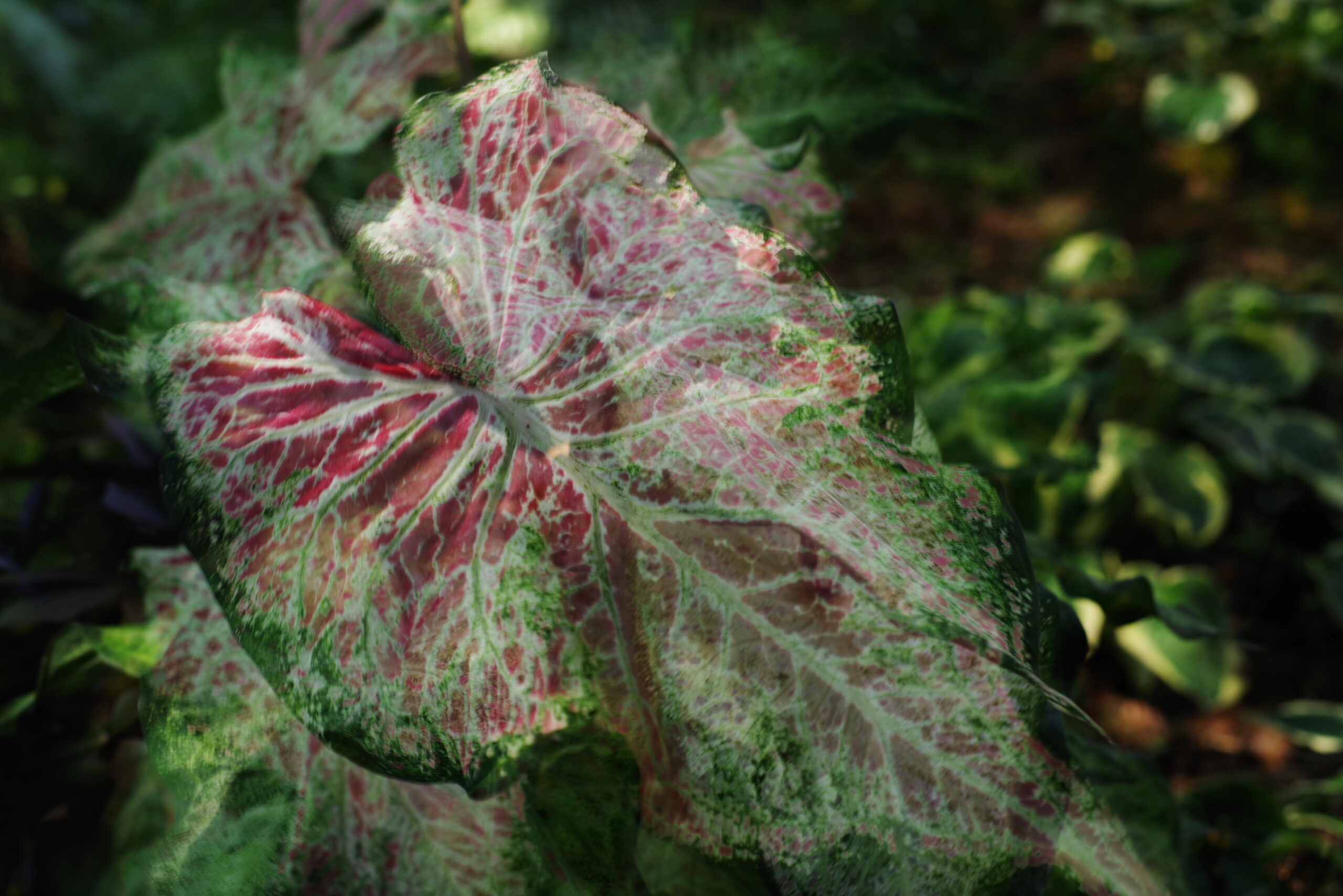 A double exposure photograph of a red, green, and white caladium.