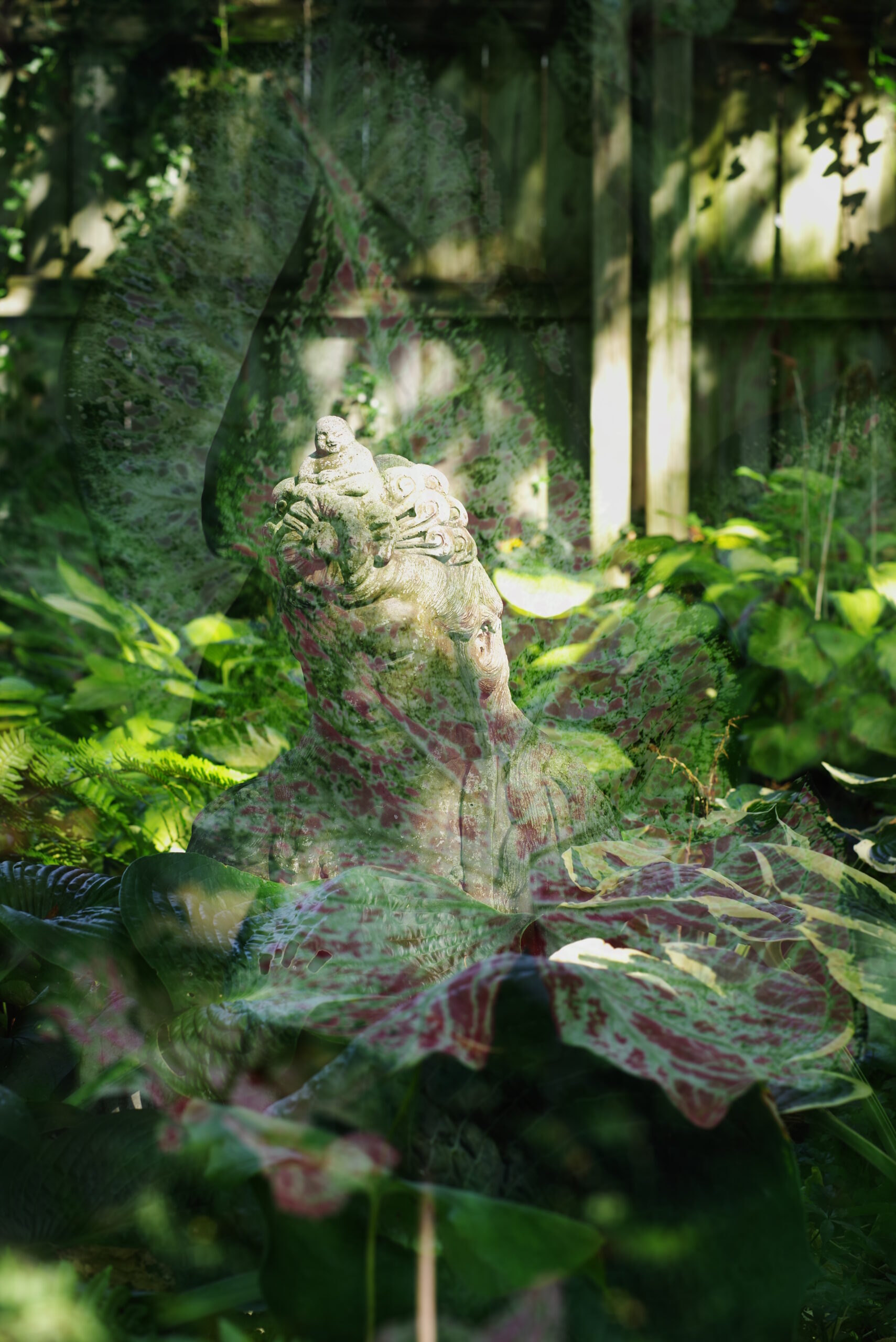 A double exposure photograph of a lush green garden with a statue of Quan Yin foating within a sea of hosta, fern, and caladium.