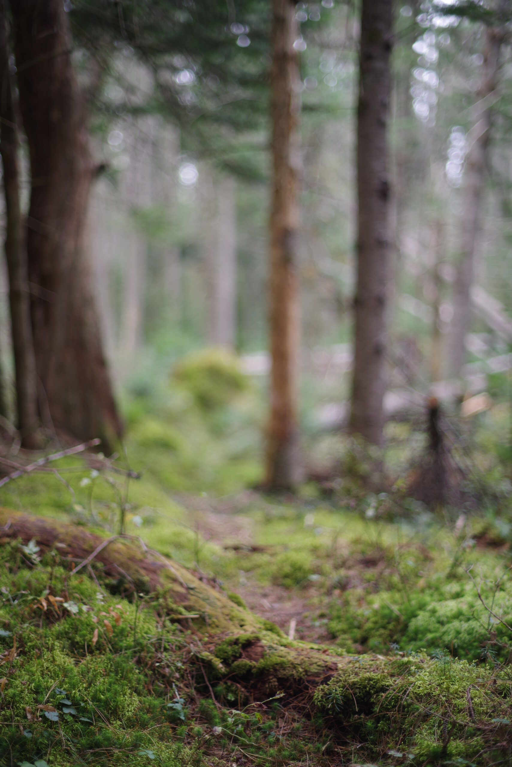A moss covered forest floor.