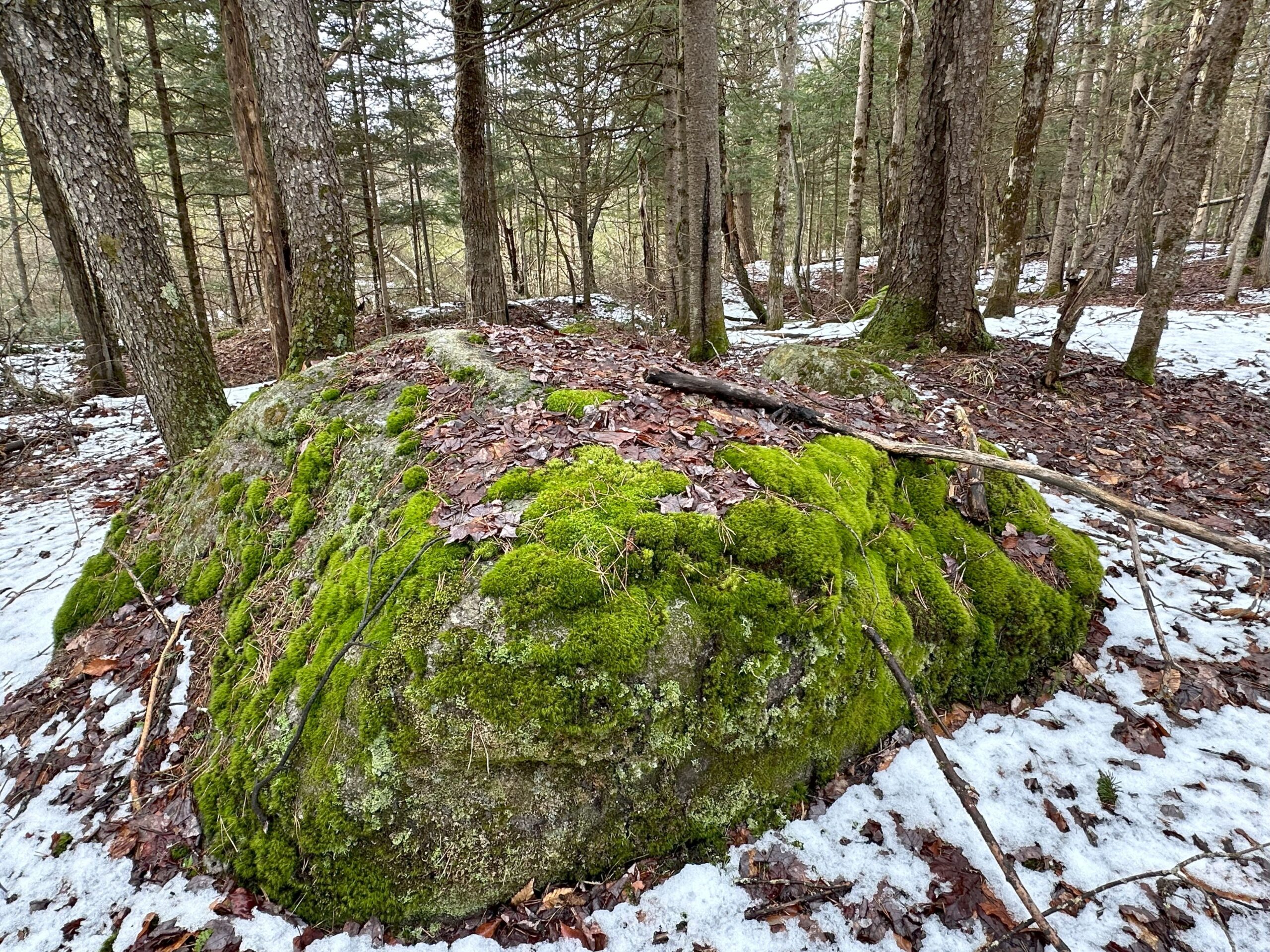 A photograph of light snow covers a forest floor, surrounding a very large rock that supports a world of mosses.