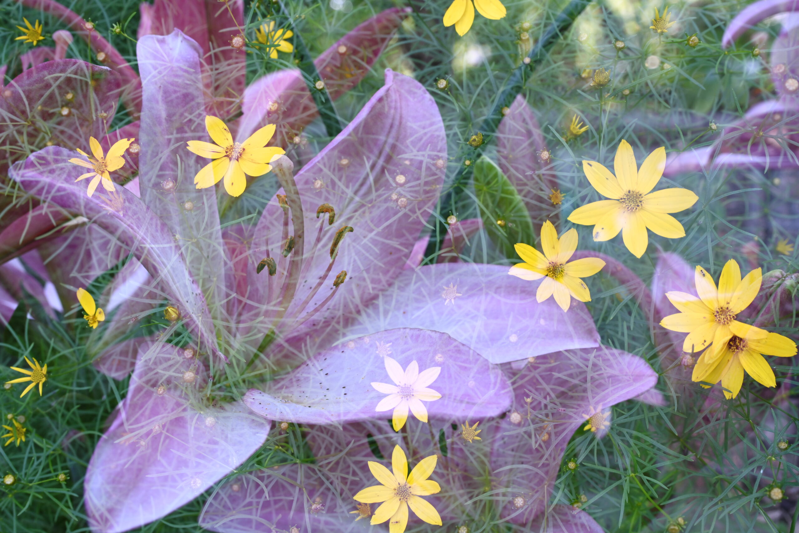 An abstracted double exposure photograph of a pink lily and yellow tickseed. Green foliage is both focused and blurred throughout the image in the background.