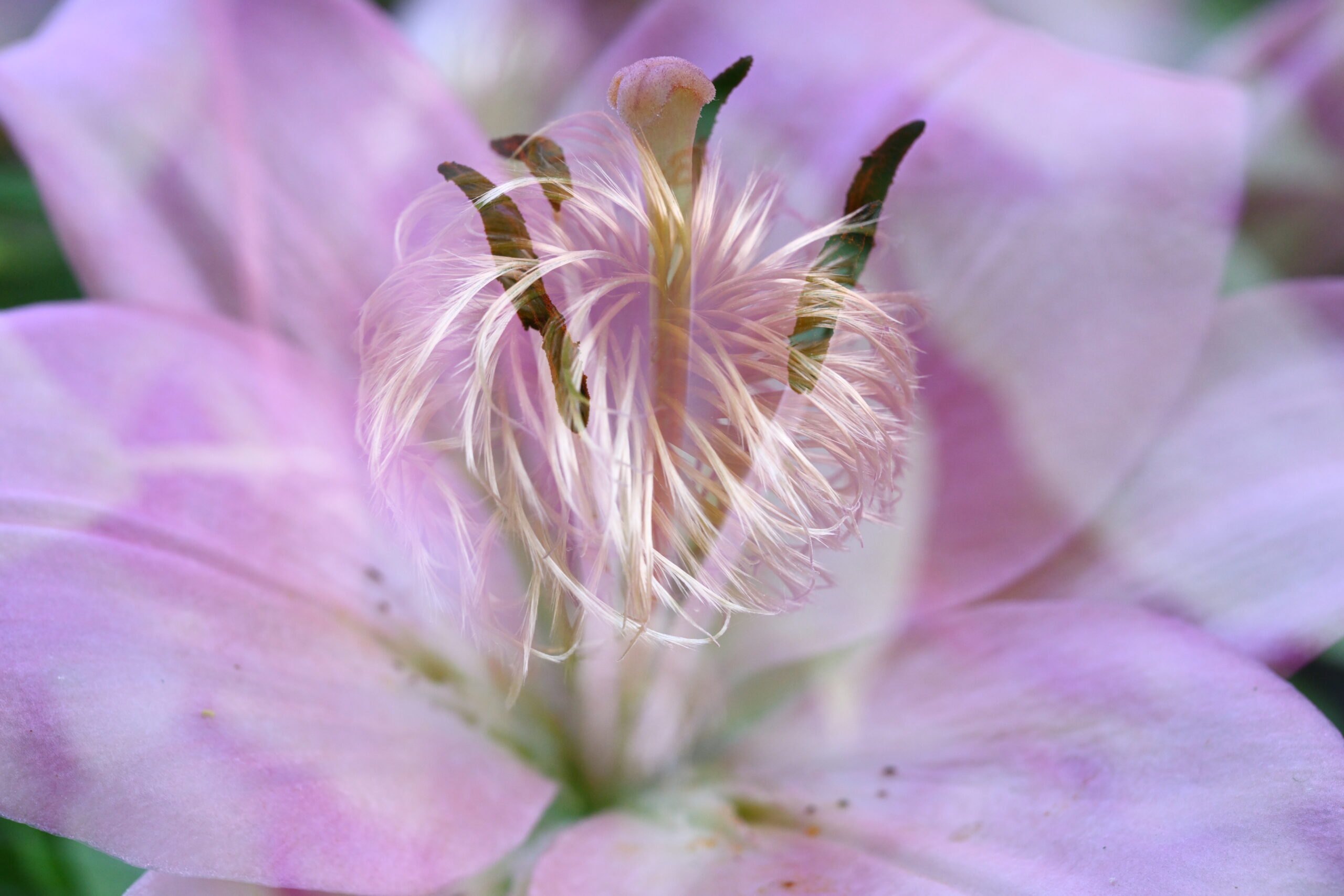 An abstracted double exposure photograph of a pink lily in bloom and the mop-like seed head of a recently bloomed clematis.