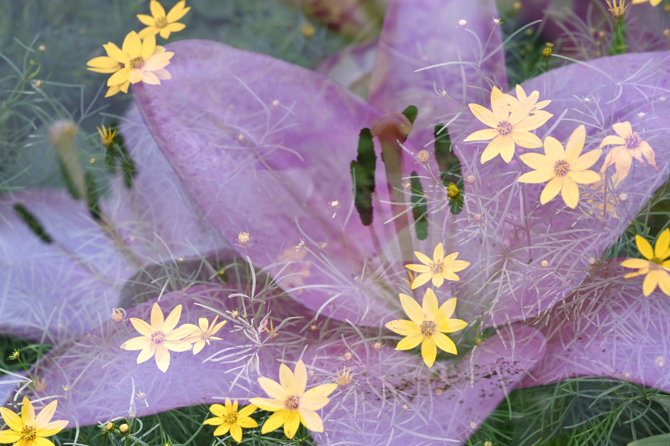 An abstracted double exposure photograph of a pink lily and yellow tickseed. Green foliage appears focused and layered into the pink petals of the lily.