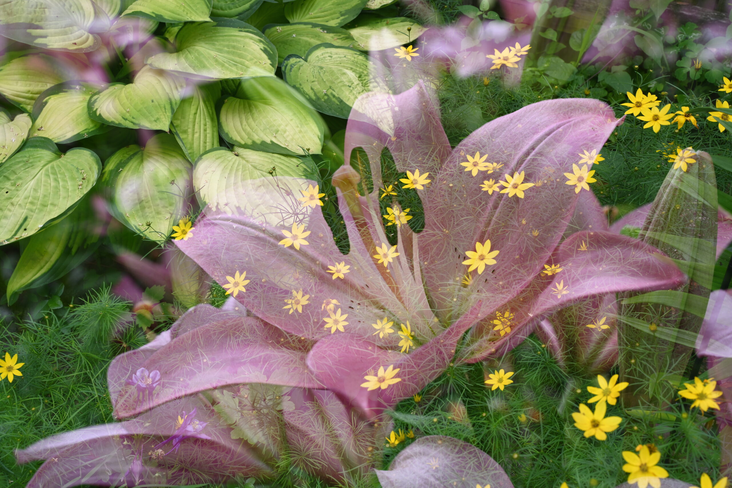 An abstracted double exposure photograph of a pink lily and yellow tickseed. Green foliage of the tickseed creates almost star-like shapes within the petal of the lily while the upper left displays a two toned green hosta.