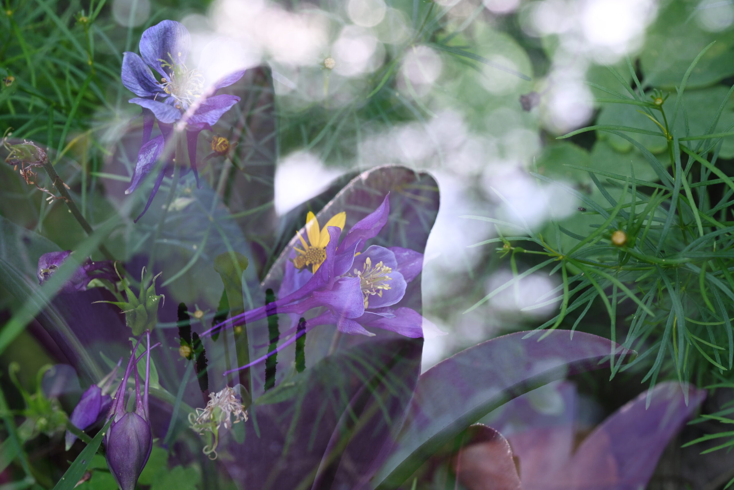 A dream like double exposure photograph of dappled light creating a backdrop for lily, tickseed, and a purple columbine. The foliage and flower petals create an interesting combination of negative and positive space.
