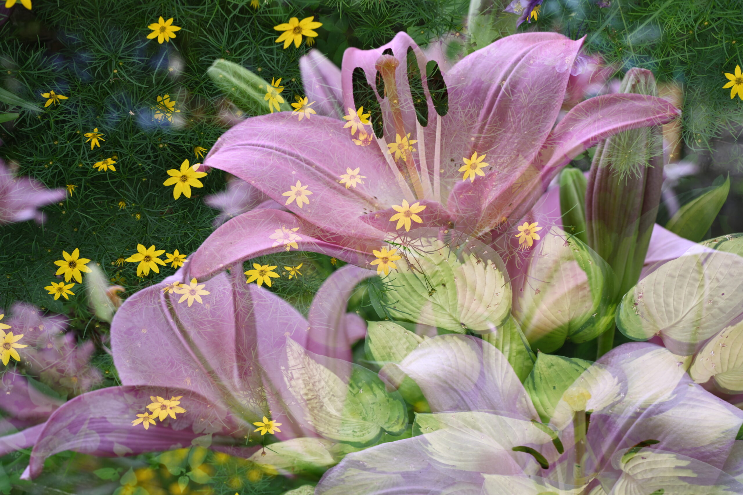 A surreal double exposure photograph of yellow blooming tickseed layered on top of a pink lily. A hosta appears upside down in the lower right corner.