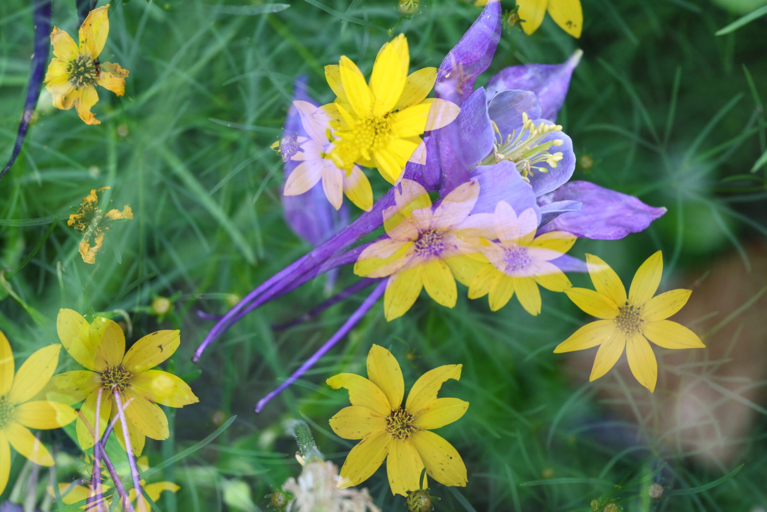 A surrealist style double exposure of yellow blooming tickseed overlaying a purple columbine with lush green foliage creating the backdrop for the flowers.