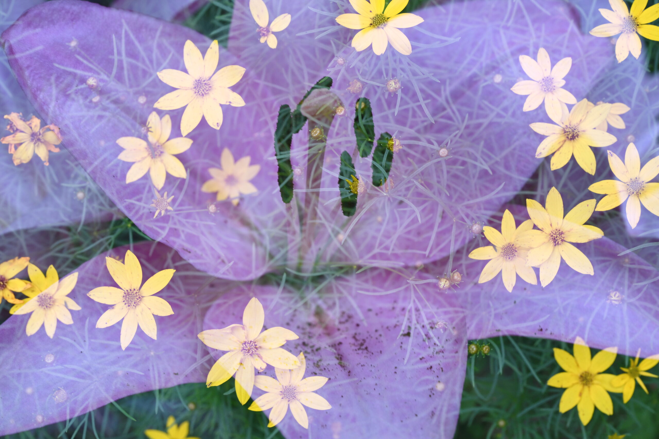 An abstracted double exposure photograph of a pink lily and yellow tickseed. Green foliage overlays the lily with cosmic star-like patterns as the yellow flowers seem to float in the pink of the lily.