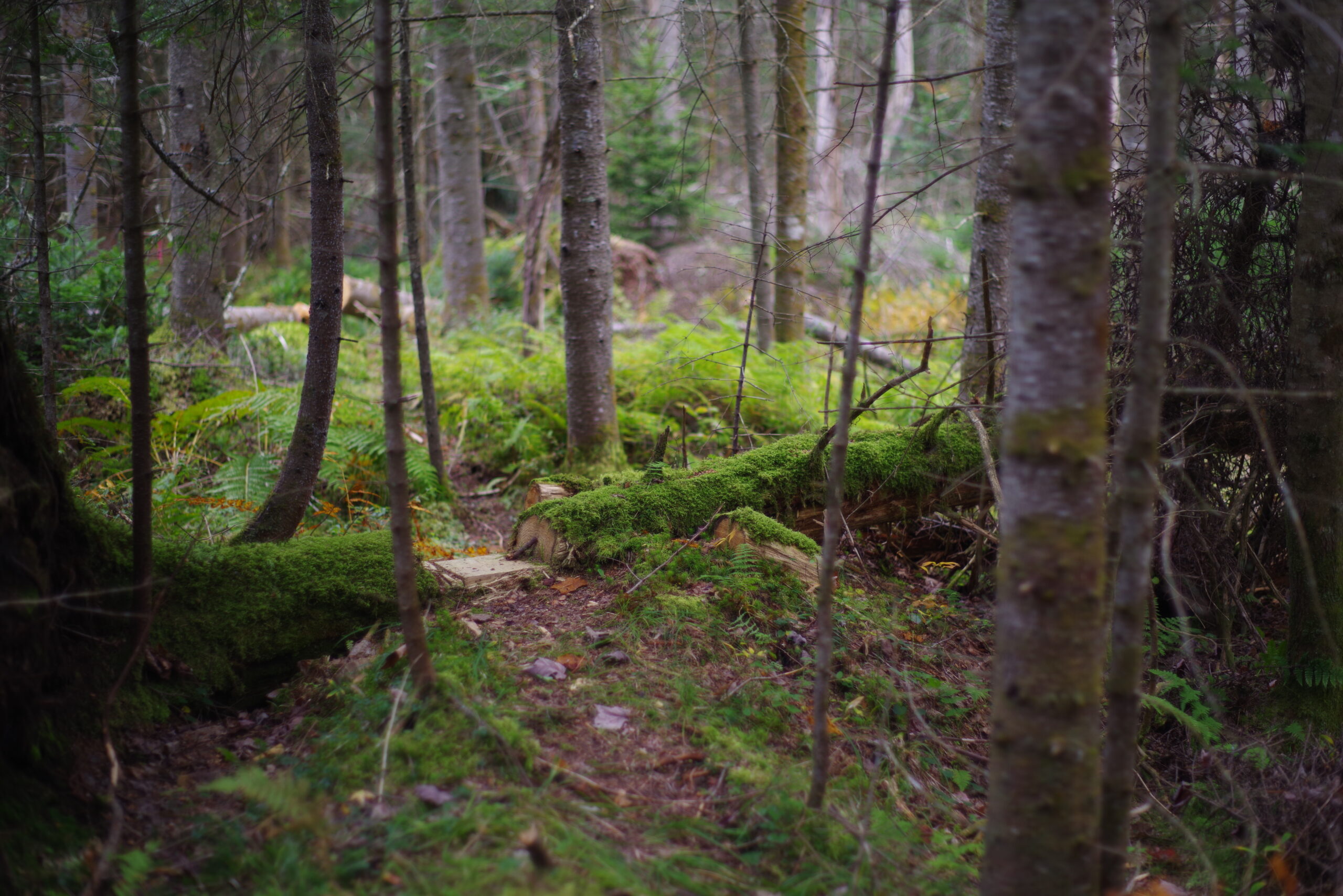 A photograph showing a forest path through a lush moss and fern-filled balsam bog.