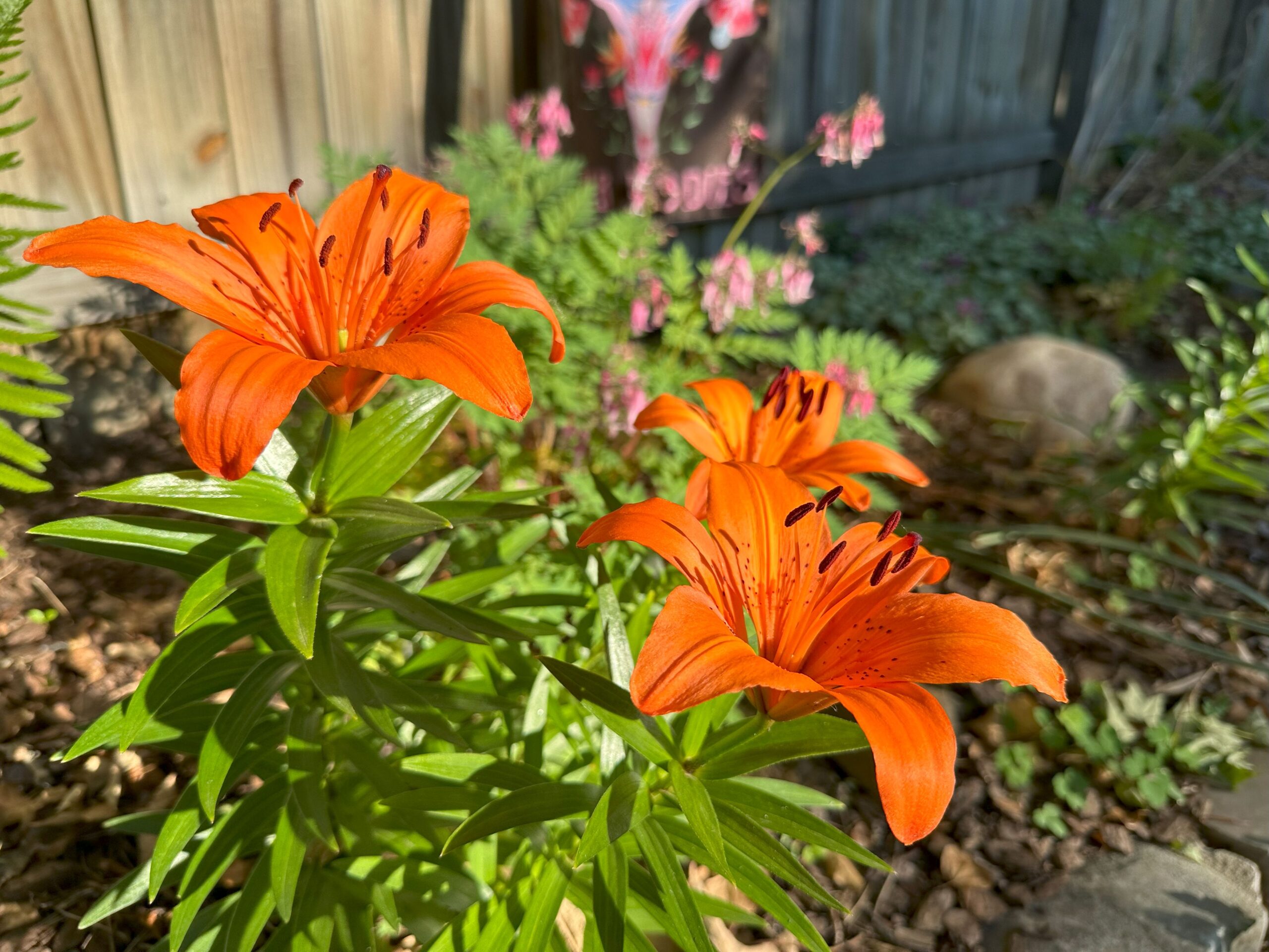 a photograph of an orange lily in a woodland garden with a garden flag and rustic fence in the background with other blurred foliage.
