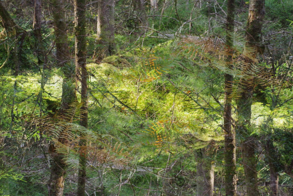 A double exposure photo in a forest with lush moss in a balsam bog.