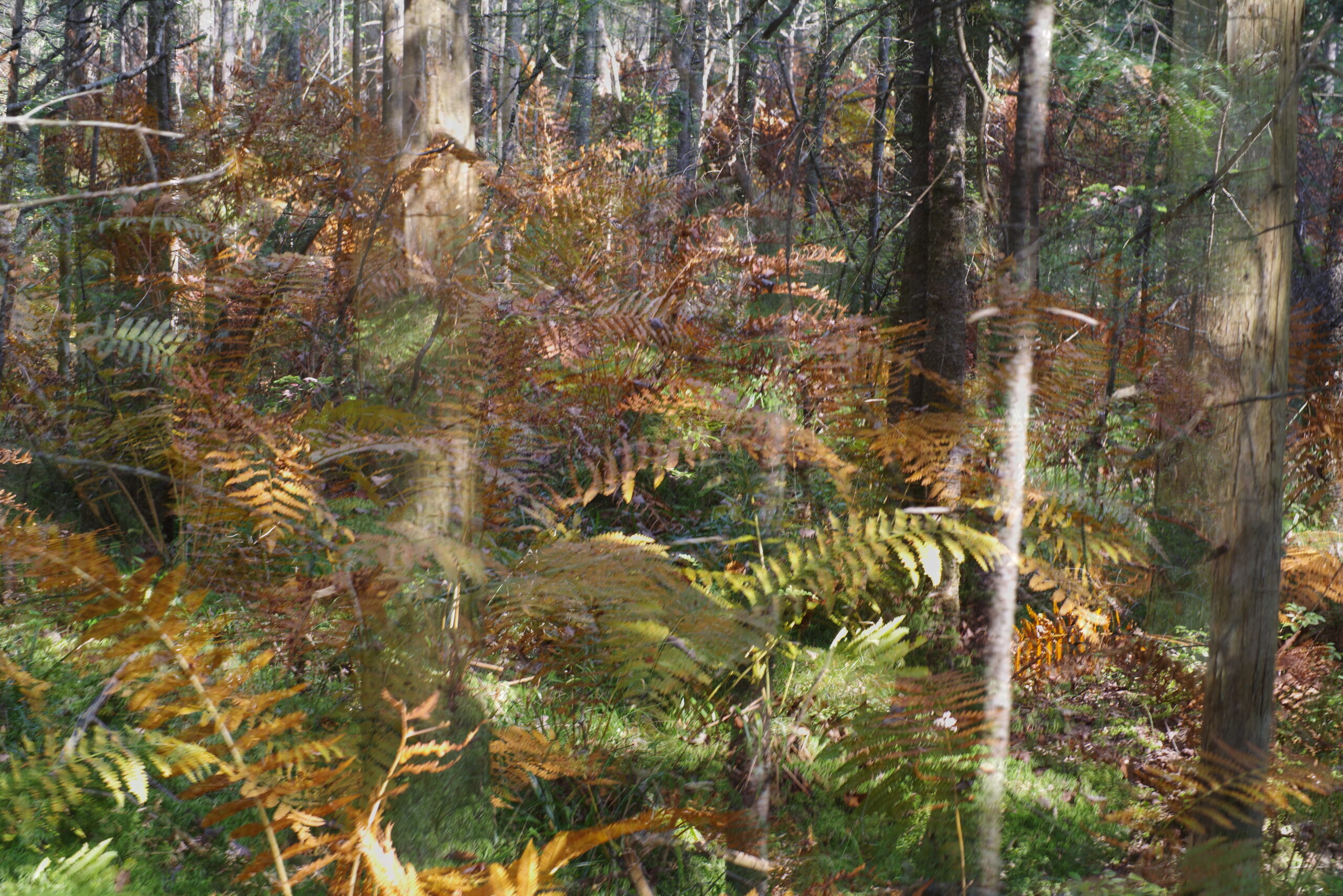 A double exposure image with autumn's amber cinnamon ferns and a balsam bog.