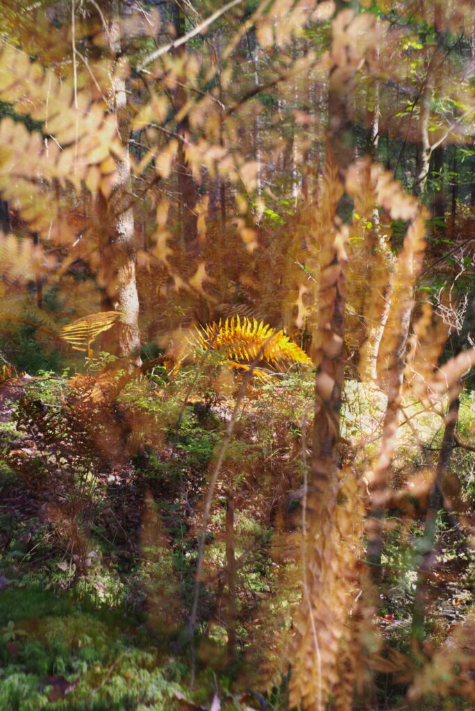 A double exposure photo with autumn