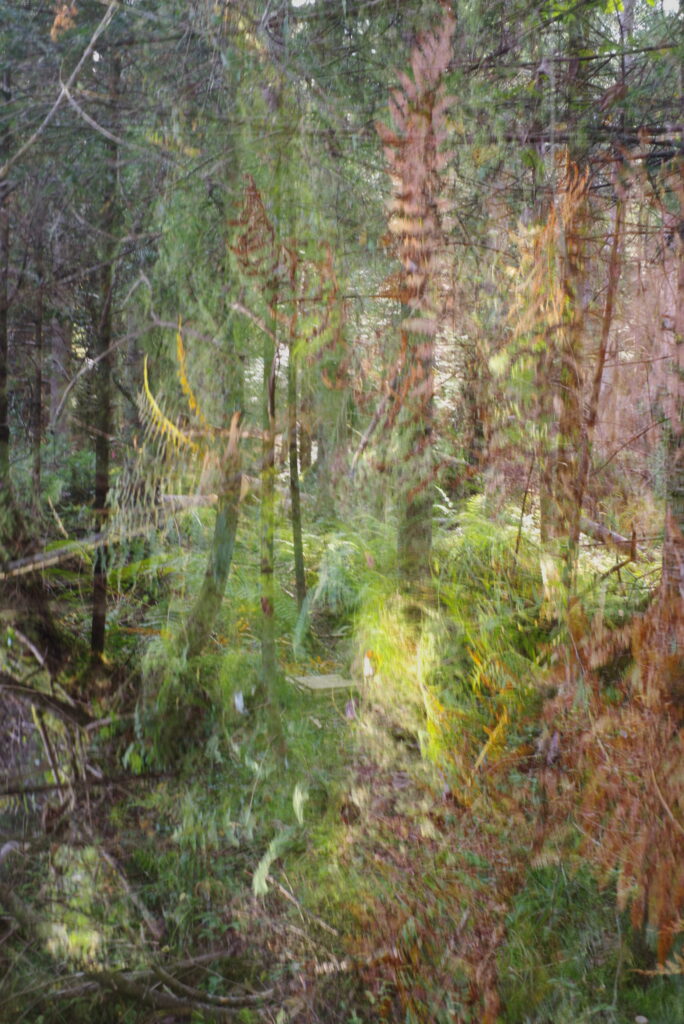 A double exposure photo in a forest with lush moss in a balsam bog.