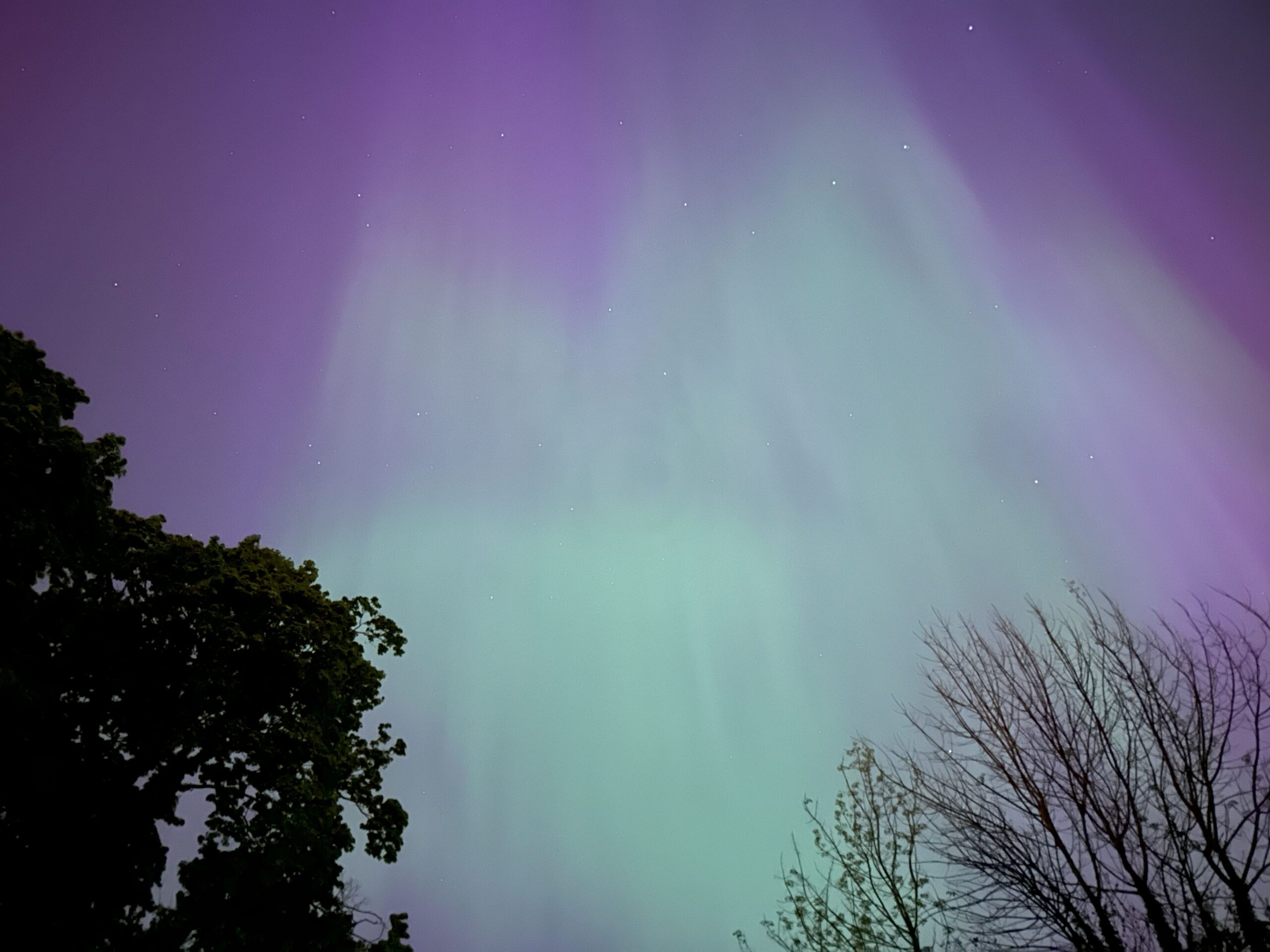 An iPhone photograph looking up at a night sky of streaming purple and pastel teal northern lights. A tree appears in silhouette on each side.