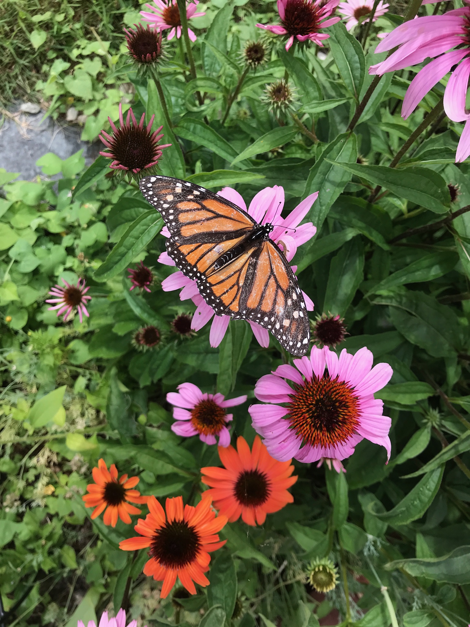 A photograph of a monarch butterfly landing on a blooming pink echinacea in a garden of cone flower.