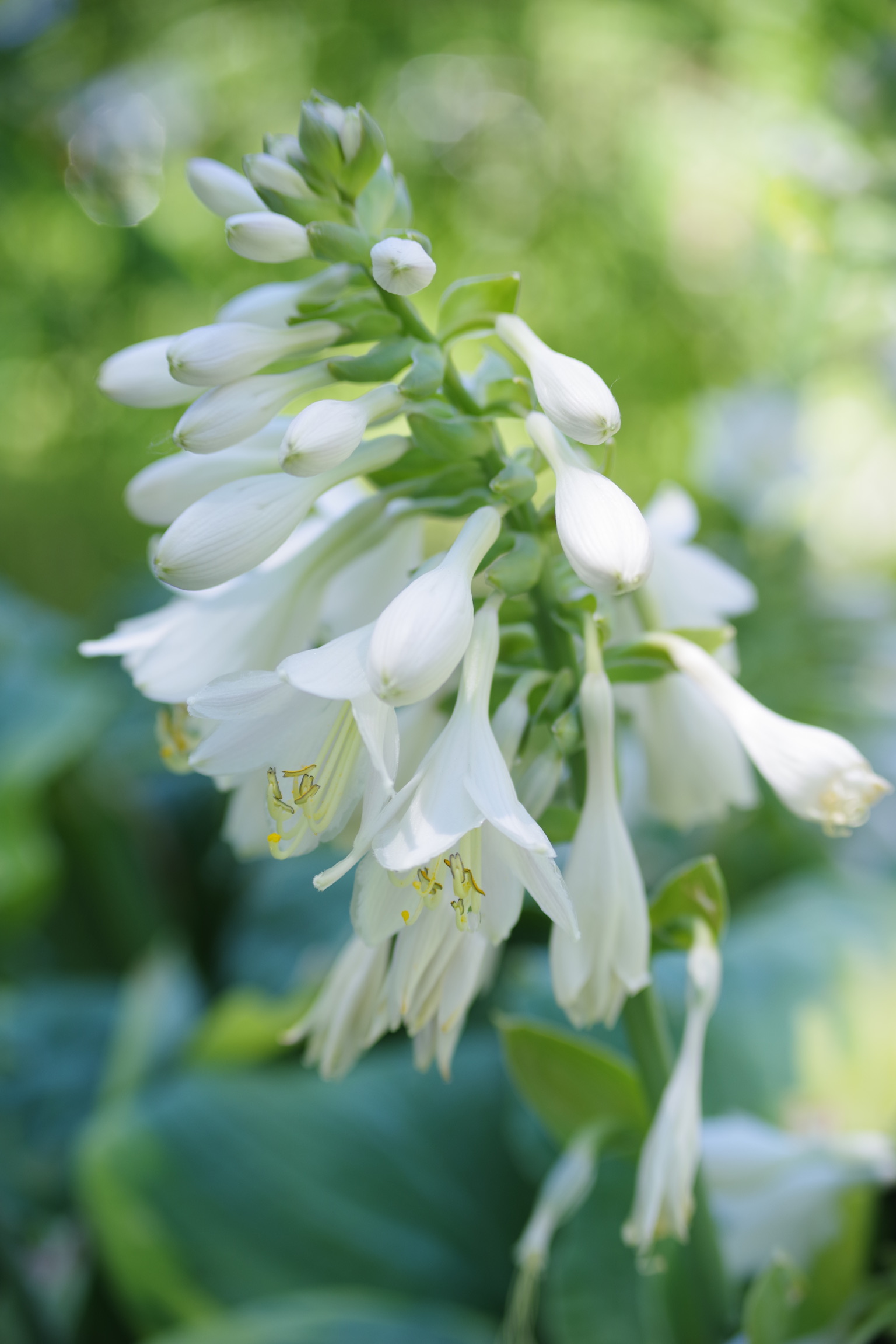 A photograph of a white hosta blooming in the foreground with a backdrop of blurred shades of green foliage in a garden.