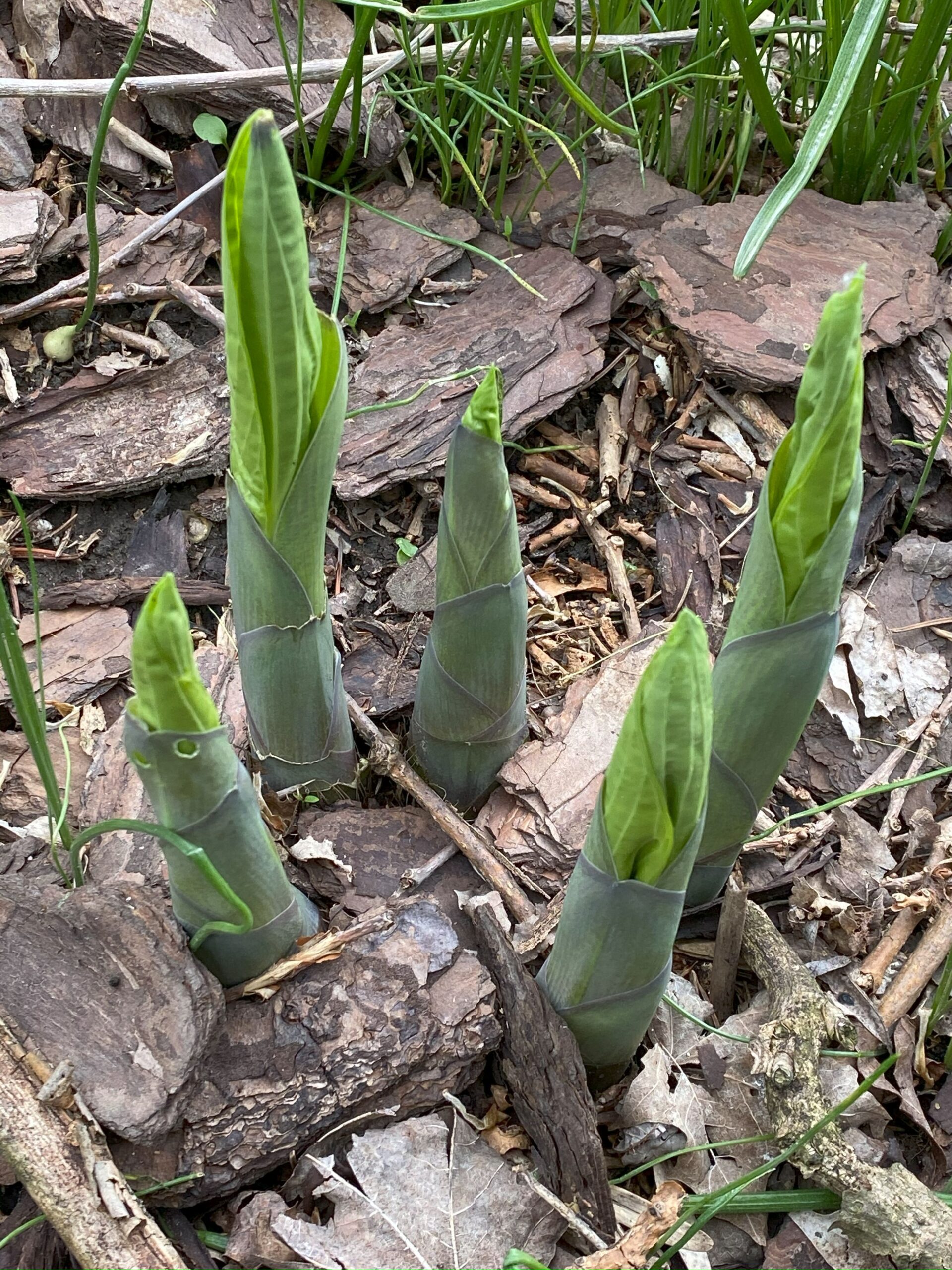 A photograph showing dry earth with the green of spring hosta emerging from the ground.