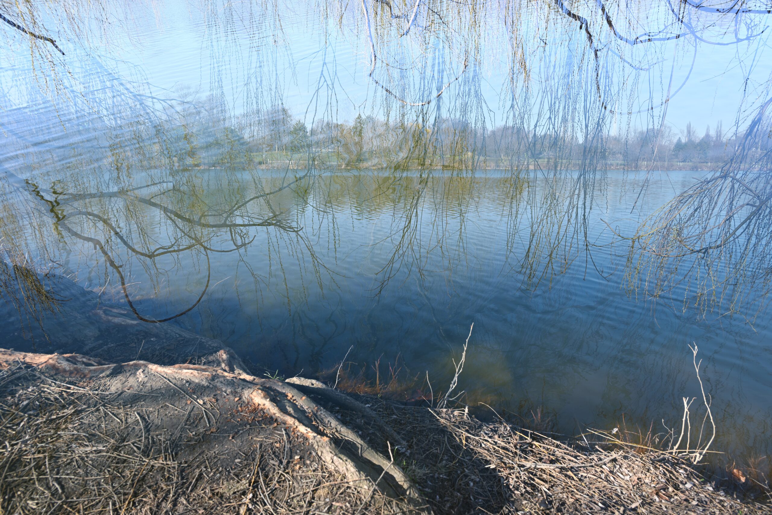 A double exposure photograph of a lake and sky with weeping willow branches descending into the water.