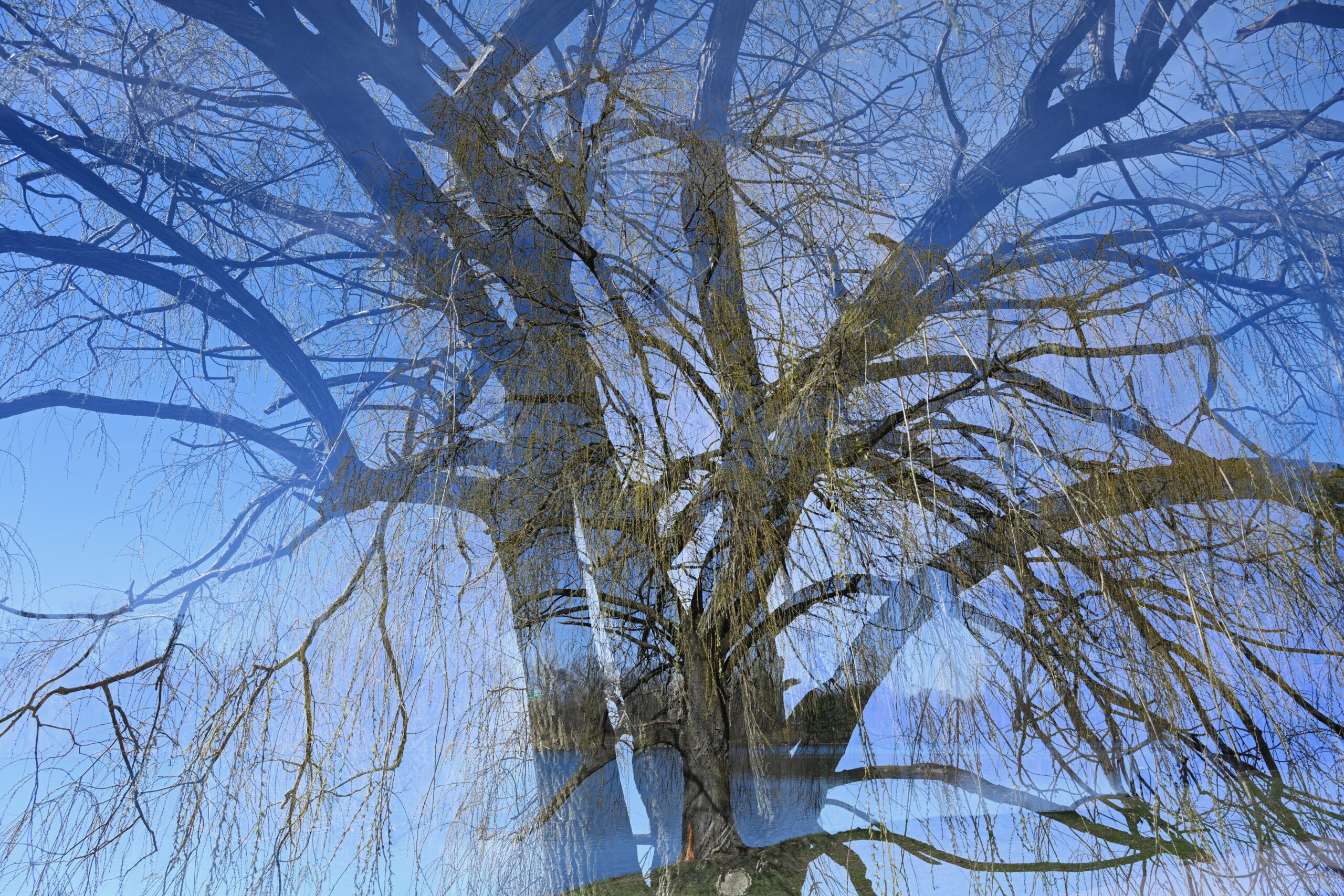 A double exposure photo looking upward into the weeping branches of a willow tree and a beautiful, clear blue sky. Underlying this is the image of a thick silhouetted tree trunk and emerging branches.