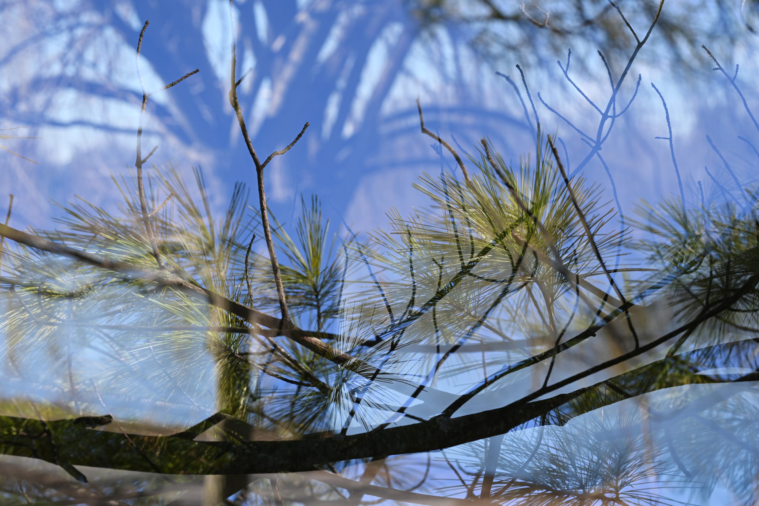 A double exposure photograph of a pine branch, complete with wispy needles, overlaying the image of a weeping willow on a lakeshore.