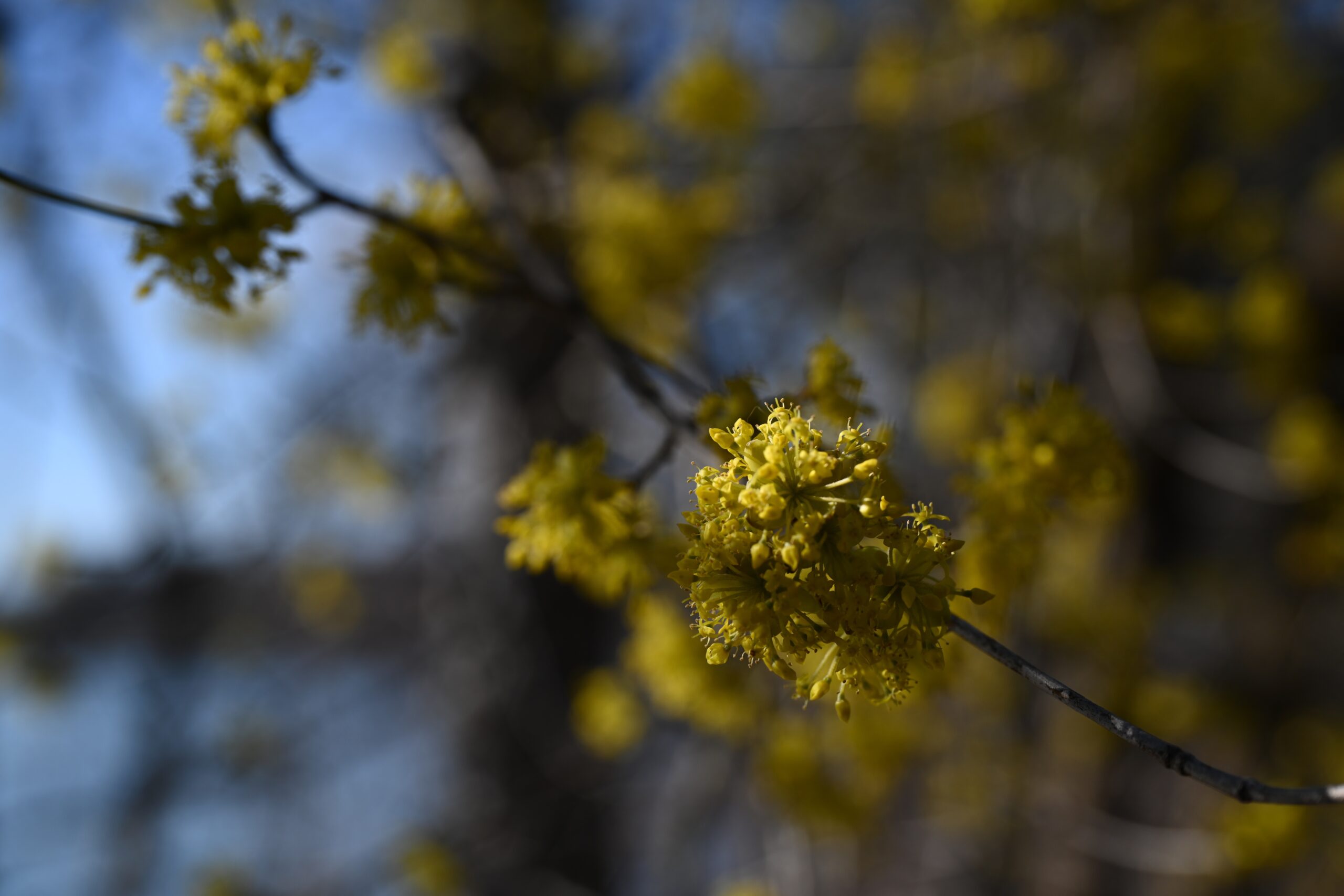 A single exposure photograph of a very shallow depth of fiel image of golden buds beginning to open in the spring sun.