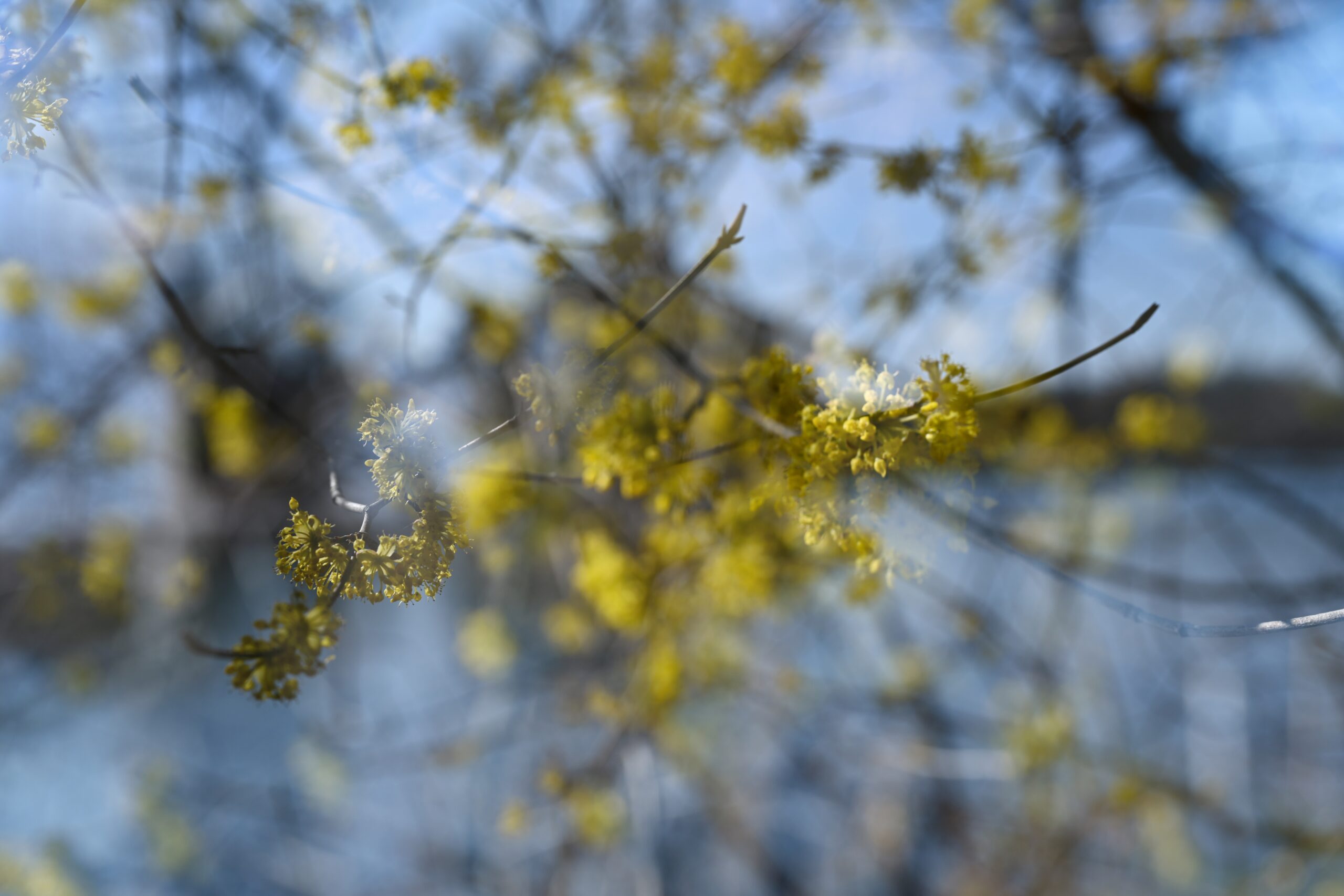 A double exposure photograph shows a landscape and a branch layering upon one another in very early spring.
