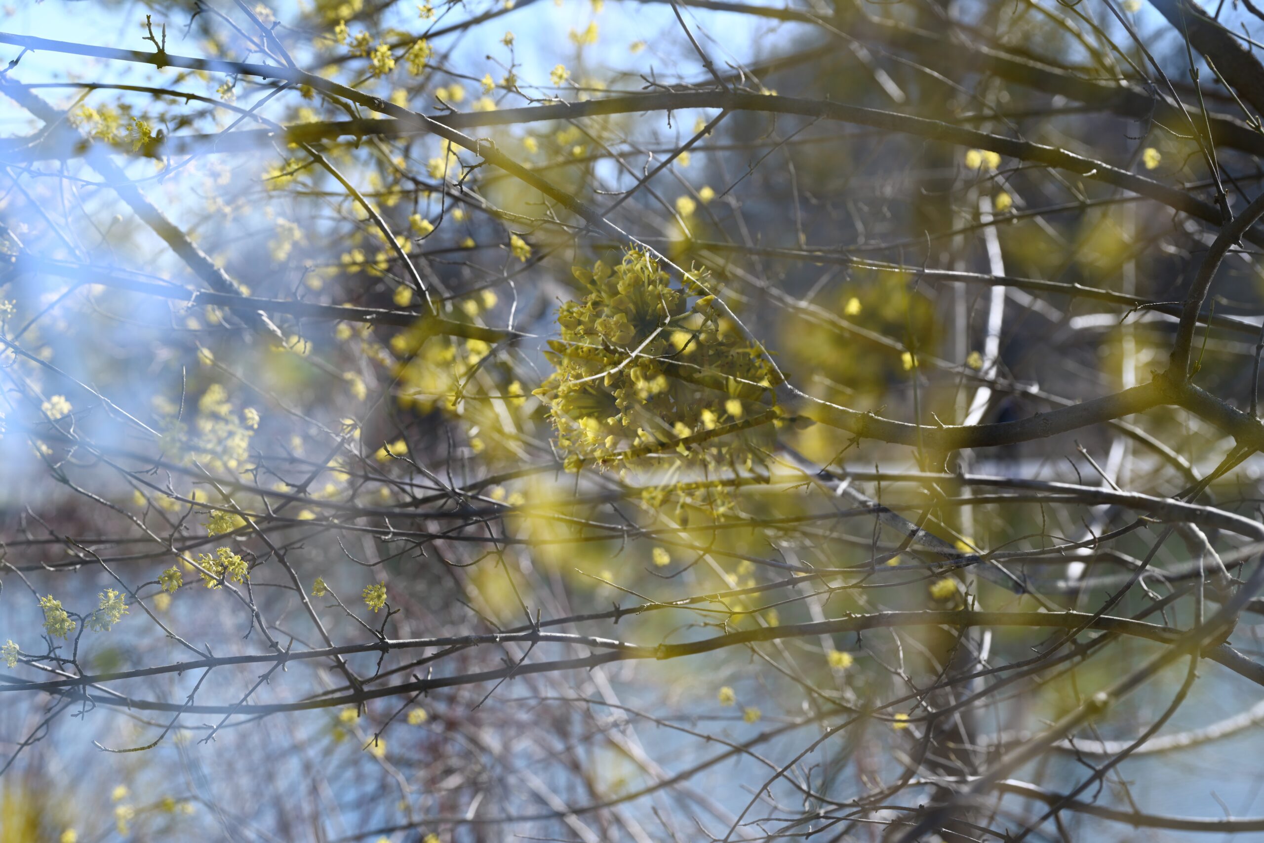 A double exposure photograph shows a landscape and budding branches layering upon one another in very early spring.