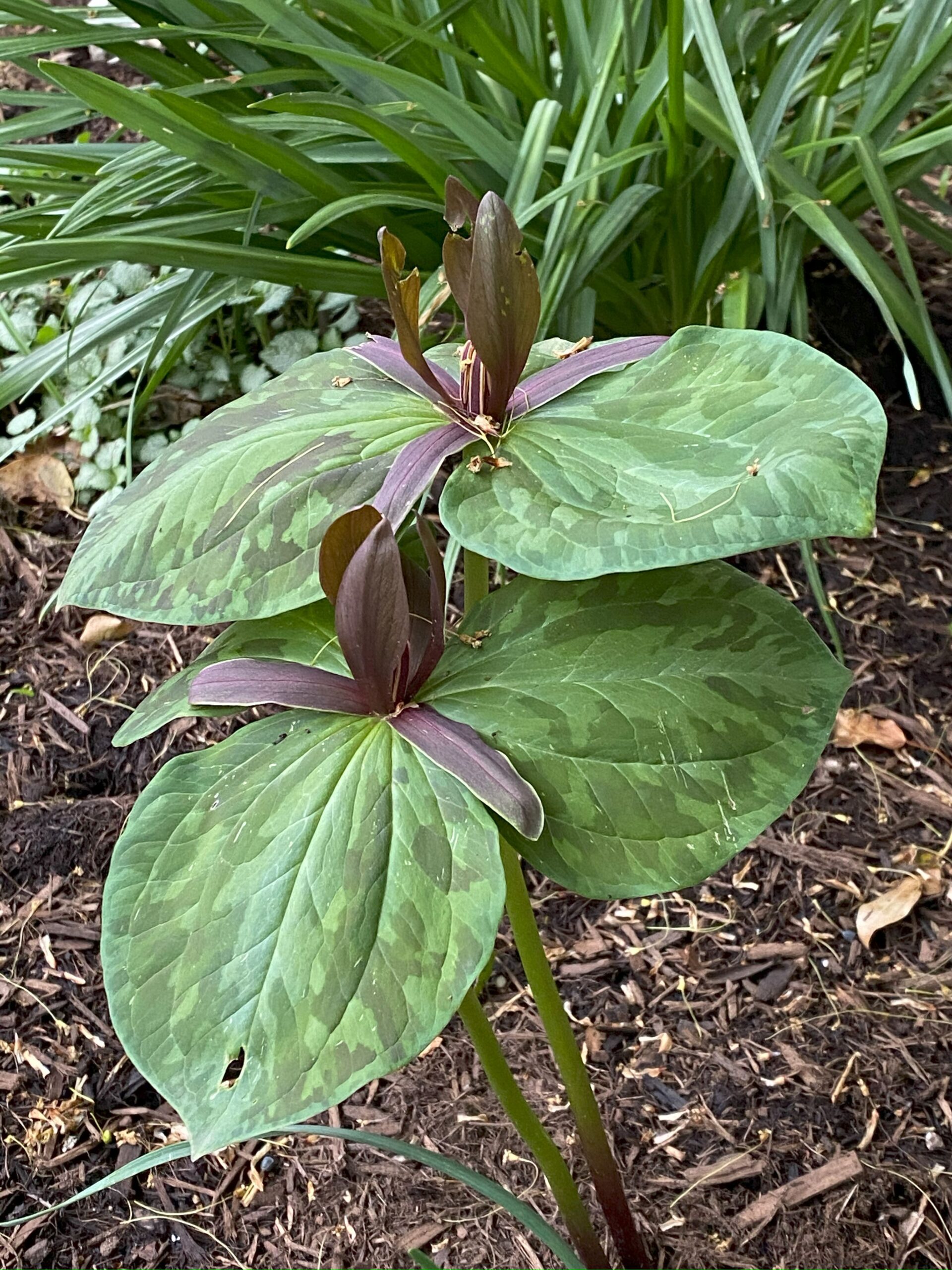 Two trillium birthroot plants appear side by side in bloom.